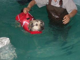 Hand & Pfote Tierheilpraxis