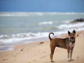 Hundefreundliche Ferienhäuser auf Teneriffa