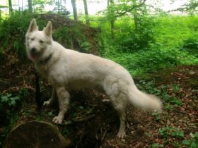 Don Artagnon von den Weißen Himmelhunden