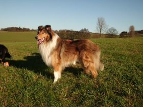 Aaron from the beautiful collies