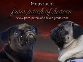 from Patch of Heaven