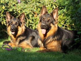 vom Schaumburg-castle