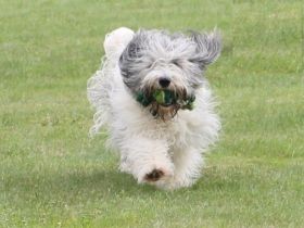 von den sanften Gefährten