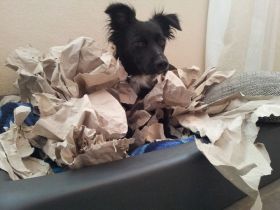 Hundeschule-in-ludwigshafen