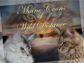 Wild Distance