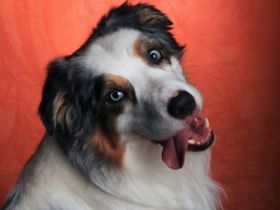 Malteser Besuchshunde Braunschweig