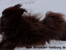 Snickers, Havaneser Hamburg