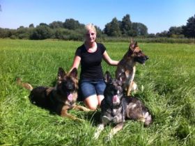 Mobile Hundeschule: Unterwegs für vier Pfoten