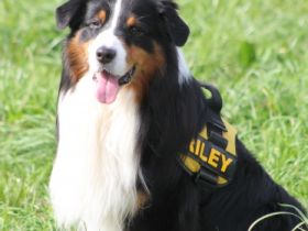 BlueVelvet-uncut Diamond-Riley DNA-VP RN - ASCA-Papiere