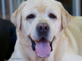 Gordon-Yuma v. F. F.