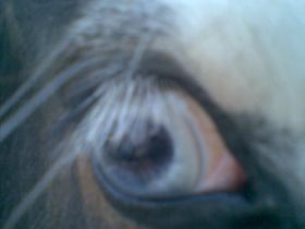 Tierheilpraxis Kerstin Schäfer