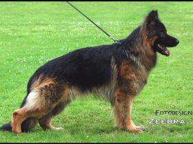 Pico vom Langenbungert