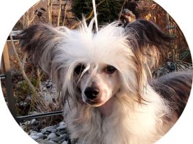 Frendor´s Zidan Zidane