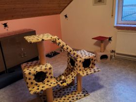 Katzenpension Walther