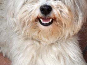 Charly  ( Gino de la caracca pandilla pequeno)