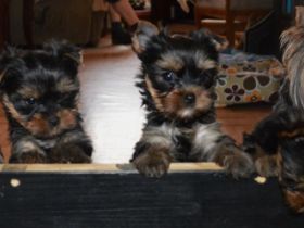 von Schnieglingerhof