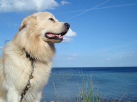 "Sunshine Cottage" /Ostsee  für 2-3 Pers.