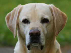 Hundeschule Tanja Geyer