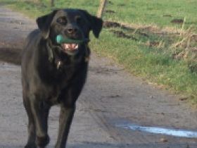 Hundeurlaub-mit-Annette