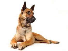 Rottaler Hundeschule