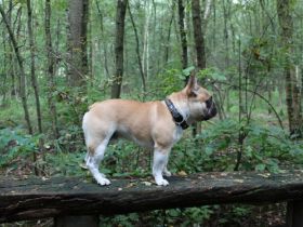 Detectiv Don von Rittberg