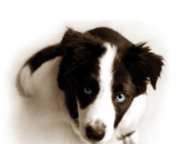 C.A.N.I.N.E Hundepsychologie