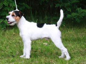 BLACK JACK Dwie Twarze