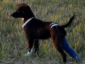 Mobile Tierheilpraxis Göretz