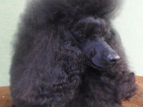 Dally vom Kutschenberg (FCI)