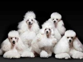 von surprise of white star