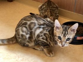 Wir züchten für Sie wunderschöne, menschenbezogene,