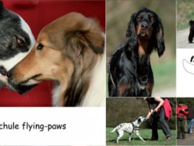 Hundeschule Melsungen