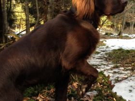 Jagdhundeschule Allgäu