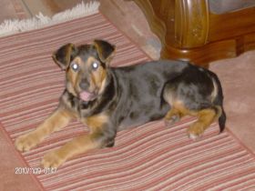 Hundephysiotherapie Vanessa - Mobil und vor " Ort "