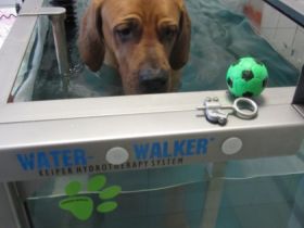 Praxis für Tierphysiotherapie