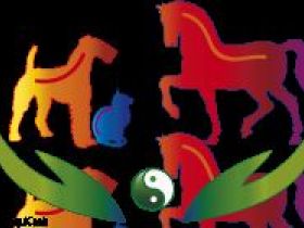 Hunde und Katzen: Praxis Osteopathie, Physiotherapie Seiffarth