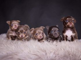 von den Räuschbergwichteln