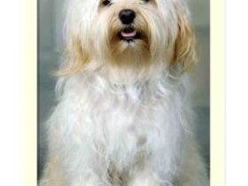 von Schloss Wachenheim