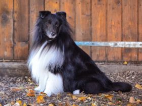 behind the Fairy-Hills