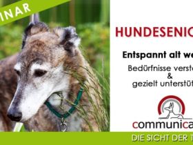 Hundesenioren Intensivwebinar | 27.02.25