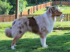 Rügenaussies lets go Balou