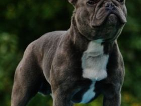 Darius of Blue Imperator Bulldogs