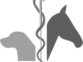 Praxis für Tiernaturheilkunde Nadine Lesmeister