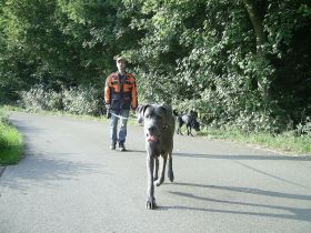Hundetraining bvl & Tierpension Dominik Lang