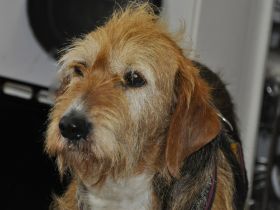 Hundepension Isarwinkel