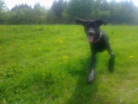 mobile Tierheilpraxis Elke Schneider