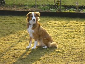 Naturheilpraxis für Tiere