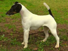 Z Karpatských strání