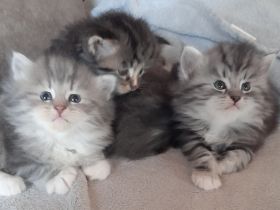 Unsere Jungtiere dürfen mit 14 Wochen in ihr neues