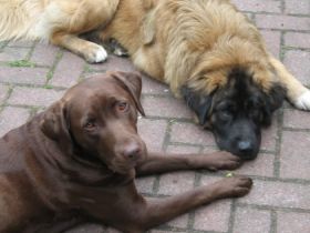 Zentrum für artgerechtes Hundetraining